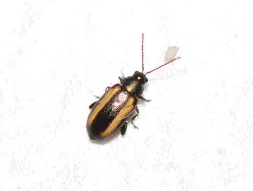 Réf. 320 118 : Phyllotreta sp.